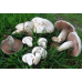 Мицелий Шампиньона лугового/ Шампиньон обыкновенный (Agaricus campestris)